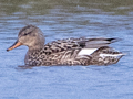 Gadwall